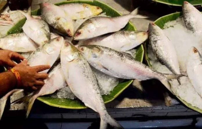 Indian Hilsa Ban: বাংলাদেশে ভারতের ইলিশ আমদানিতে মেগা নিষেধাজ্ঞা জারি