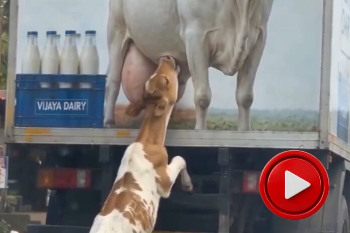 Viral Video: ট্রাকে আঁকা গরুর ছবিকে মা ভেবে দুধ খাওয়ার চেষ্টা বাছুরের