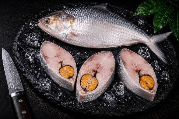 Hilsa Fish: ইলিশের আকাল মেটাতে ভারত থেকে মাছ আমদানি বাংলাদেশের-1